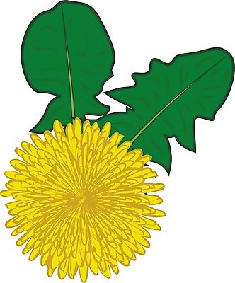 EPS 해외이미지 식물 계절 꽃 백그라운드 잎 꽃무늬 밭 일러스트 자연 여름 노란색 건강관리 봄 벚꽃 흰색 민들레 허브 그림 생물학 아로마 아로마테라피 내추럴 해외202004 해외일러스트 교육 컬러 무늬 농업 건강 관리 생태계 테라피 파일형식 벡터 이미지허브