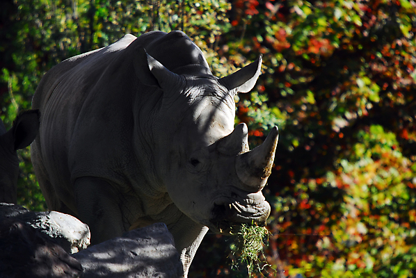 포토 JPG 해외이미지 동물 포유류 아프리카 자연 초식동물 뿔 동물원 종류 사람없음 회색 위험 큼 사파리 귀 멸종 코뿔소 해외202004 해외포토 나라 컬러 컨셉 신체부위 크기 생태계 파일형식 이미지허브