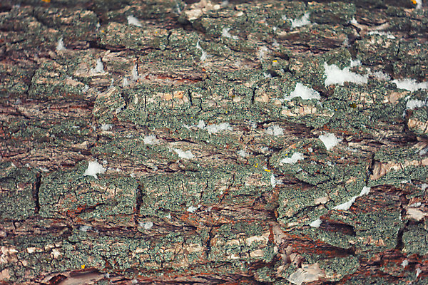 포토 JPG 해외이미지 나무 디자인 선 벽 백그라운드 패턴 자연 표면 날씨 추상 건조 사람없음 목재 초록색 갈색 소나무 거친 균열 널 숲 피부 묘사 사인 질감 나무껍질 잡동사니 내추럴 수목 옛날 노화 해외202004 해외포토 식물 컬러 컨셉 무늬 재료 모션 신체부위 껍질 생태계 파일형식 이미지허브