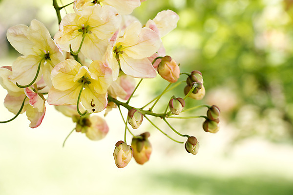 포토 JPG 해외이미지 나무 식물 꽃 분홍색 백그라운드 무지개 자연 사람없음 빨간색 초록색 컬러풀 노란색 벚꽃 흰색 신선 개화 사과 심볼 하와이 샤워실 해외202004 해외포토 자연요소 컬러 과일 미국 생태계 샤워시설 파일형식 이미지허브