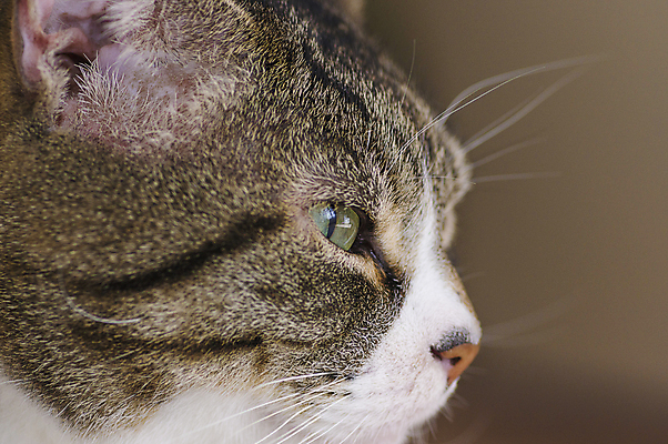 포토 JPG 해외이미지 동물 응시 얼굴 포유류 사람없음 초록색 반려동물 머리 고양이 어둠 희망 회색 분노 관찰 영혼 눈동자 손목시계 호기심 코 사냥 육식동물 비전 감시 붓꽃 관심 기르기 주목 해외202004 해외포토 시선 꽃 감정 시계 컬러 컨셉 장신구 모션 신체부위 눈_신체부위 돌봄 파일형식 이미지허브