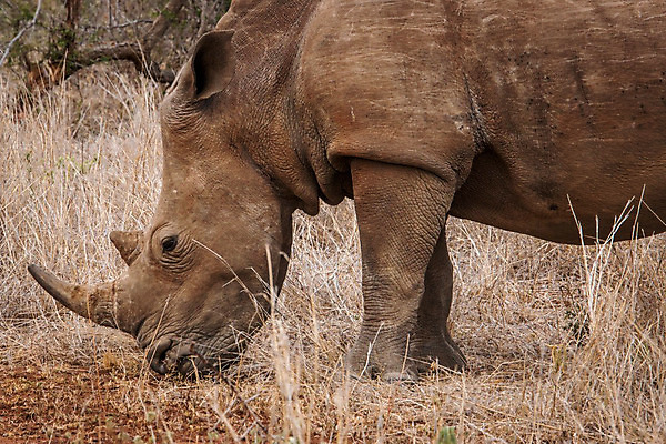 포토 JPG 해외이미지 동물 척추동물 공원 야생동물 여행 포유류 아프리카 자연 초식동물 뿔 종류 사람없음 야외 힘 게임 흰색 황무지 보호 위험 큼 사파리 멸종 코뿔소 남쪽 동물상 사바나 삶기 전국 해외202004 해외포토 공공시설 나라 컬러 컨셉 놀이 조형물 크기 방향 생태계 파일형식 이미지허브