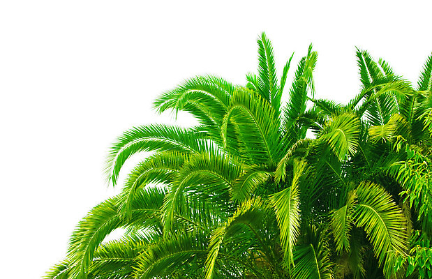 포토 JPG 해외이미지 나무 식물 구름 실루엣 문화 바다 섬 여행 잎 자연 하늘 휴가 휴식 열대 따뜻함 손바닥 그림자 풍경 사람없음 초록색 물 모래사장 햇빛 태양 반사 평화 침묵 꿈 흰색 장면 남쪽 석호 고립 터키석 파라다이스 완전 해외202004 해외포토 자연요소 손 컬러 컨셉 촬영기법 소리 보석 방향 생태계 파일형식 이미지허브