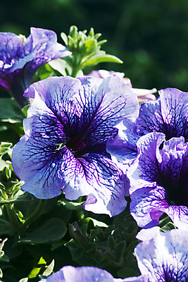 포토 JPG 해외이미지 식물 꽃 잎 자연 창조 사람없음 야외 초록색 정원 보라색 봄 활발 신선 그룹 닫기 배열 묘사 웨이브 부드러움 애리조나 라벤더 정맥 내추럴 꽃수술 영원 취급주의 파라다이스 피튜니아 해외202004 해외포토 계절 컬러 컨셉 모션 경고 미국 감각 허브 생태계 혈관 파일형식 이미지허브