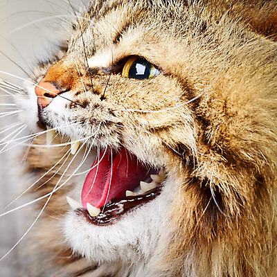 포토 JPG 해외이미지 동물 한마리 응시 남자 얼굴 수염 털 사람없음 반려동물 노란색 머리 고양이 외침 줄무늬 분노 관찰 치아 공격 무서움 모피 혀 코 얼룩무늬 솜털 경보 공격적 기르기 비명 시베리아 해외202004 해외포토 1 시선 감정 컬러 컨셉 무늬 포유류 모션 사람 신체부위 소리 입 소화기관 돌봄 파일형식 이미지허브