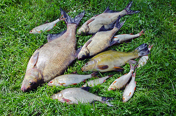 포토 JPG 해외이미지 동물 유럽 호수 야생동물 음식 스포츠 백그라운드 자연 성공 낚시 휴식 새로움 건강 어류 사람없음 야외 초록색 물 강 쌓기 신선 잡기 그룹 선택 작음 먹기 도미 지느러미 거짓말 땅바닥 많음 해외202004 해외포토 자연요소 나라 컬러 컨셉 모션 레저 바닥 수중동물 크기 생태계 파일형식 이미지허브