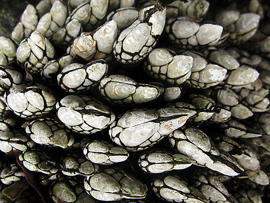 포토 JPG 해외이미지 동물 야생동물 바다 자연 조류 갑각류 사람없음 야외 물 아래 소금 암초 거위 내추럴 소금물 수유 필터 해외202004 해외포토 자연요소 방향 생태계 위치 파일형식 이미지허브