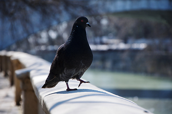 포토 JPG 해외이미지 동물 1 응시 공원 야생동물 백그라운드 날개 자연 조류 하늘 거리 서기 앉기 사람없음 야외 파란색 컬러풀 평화 검은색 봄 회색 도시 닫기 작음 심볼 깃털 호기심 싱글 유기농 비둘기 부리 내추럴 고립 동물상 무료 해외202004 해외포토 웰빙 시선 계절 공공시설 감정 컬러 컨셉 모션 조형물 크기 생태계 파일형식 이미지허브