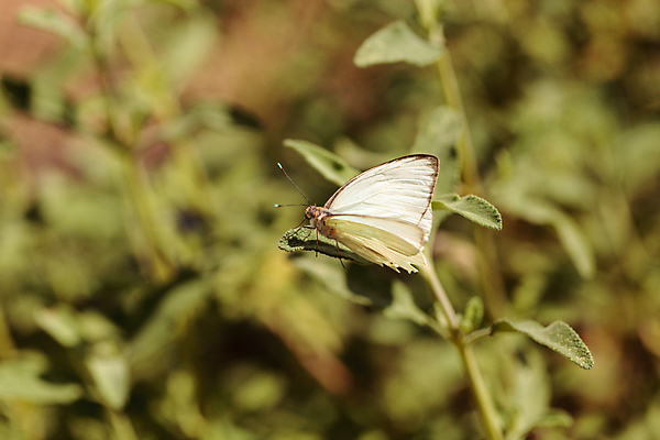 포토 JPG 해외이미지 식물 나비 곤충 날개 자연 사람없음 정원 봄 해외202004 해외포토 동물 계절 생태계 파일형식 이미지허브