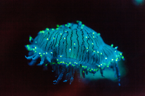 포토 JPG 해외이미지 한마리 사람없음 파란색 바닷속 수중동물 자포동물 해파리 해외202004 해외포토 동물 1 컬러 수중 파일형식 이미지허브