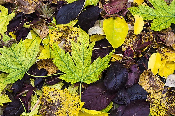 포토 JPG 해외이미지 디자인 계절 백그라운드 단풍 잎 패턴 오렌지 자연 프레임 사람없음 야외 빨간색 노란색 보라색 할로윈 가을 그룹 황금 숲 오솔길 11월 다발 질감 자연백그라운드 10월 땅바닥 해외202004 해외포토 식물 길 컬러 무늬 과일 바닥 날짜 생태계 파일형식 이미지허브