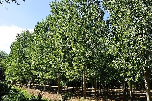 포토 JPG 해외이미지 나무 계절 유럽 자연 풍경 사람없음 프랑스 시골 분위기 미루나무 해외202004 해외포토 식물 나라 컨셉 생태계 파일형식 이미지허브