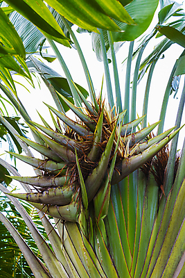 포토 JPG 해외이미지 나무 식물 꽃 줄기 백그라운드 잎 패턴 자연 하늘 바나나 손바닥 사람없음 야외 장식 초록색 파란색 컬러풀 노란색 여행객 환경 정원 질감 내추럴 마다가스카르 이국적 해외202004 해외포토 손 컬러 무늬 과일 사람 생태계 파일형식 이미지허브