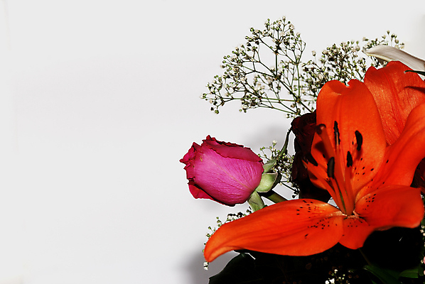 포토 JPG 해외이미지 식물 계절 꽃 분홍색 백그라운드 꽃무늬 밭 자연 하늘 부활절 사람없음 야외 초록색 여름 파란색 빛 컬러풀 햇빛 태양 노란색 정원 봄 성장 벚꽃 흰색 신선 우아함 제비꽃 데이지 아로마 내추럴 고립 카피스페이스 해외202004 해외포토 자연요소 기념일 컬러 컨셉 무늬 농업 공백 생태계 파일형식 이미지허브