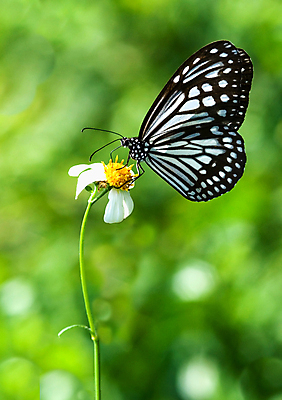 포토 JPG 해외이미지 식물 동물 계절 꽃잎 꽃 나비 곤충 날개 자연 안테나 사람없음 야외 초록색 여름 빛 컬러풀 노란색 환경 정원 검은색 봄 성장 벚꽃 벌레 향기 꽃가루 내추럴 강렬 변태 생태학 수유 이국적 진짜 해외202004 해외포토 교육 컬러 통신 가루 생태계 냄새 파일형식 이미지허브