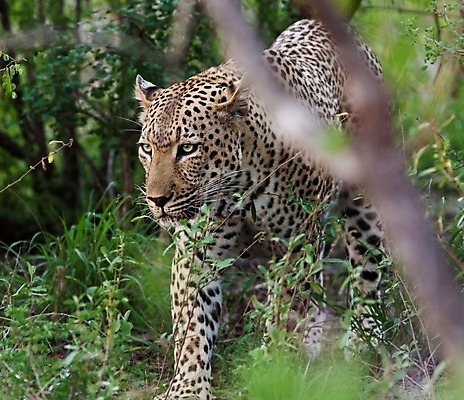 포토 JPG 해외이미지 나무 동물 응시 공원 얼굴 야생동물 스포츠 여행 포유류 아프리카 자연 수염 국립공원 사람없음 여행객 환경 고양이 나뭇가지 관찰 점 기다림 큼 검색 육식동물 표범 랜드마크 사바나 탄자니아 평야 해외202004 해외포토 멸종위기종 식물 시선 공공시설 나라 모션 사람 신체부위 반려동물 크기 생태계 파일형식 이미지허브