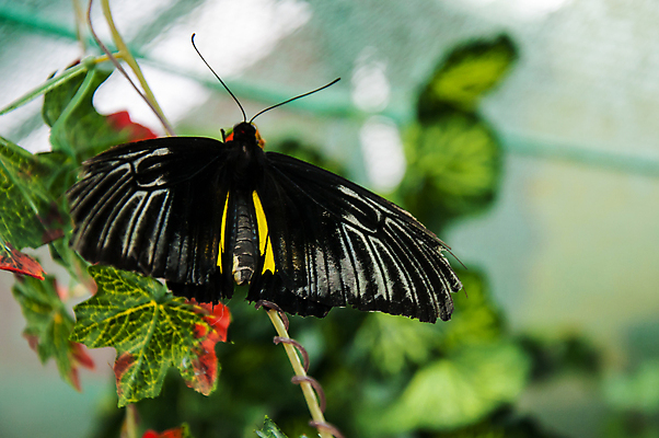 포토 JPG 해외이미지 식물 동물 야생동물 나비 곤충 잎 날개 자연 매달리기 사람없음 여름 컬러풀 노란색 검은색 수집 생물학 순환 개발 해외202004 해외포토 계절 교육 컬러 모션 생태계 파일형식 이미지허브