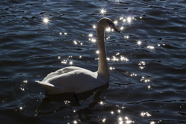 포토 JPG 해외이미지 별 호수 물결 곡선 노래 조류 표면 발렌타인데이 그림자 사람없음 물 빛 강 햇빛 태양 반사 평화 검은색 어둠 화목 광선 흰색 연못 황금 심볼 순수 깃털 백조 장면 부드러움 목 단아함 완전 해외202004 해외포토 자연요소 동물 선 음악 컬러 컨셉 데이이벤트 신체부위 감각 파일형식 이미지허브