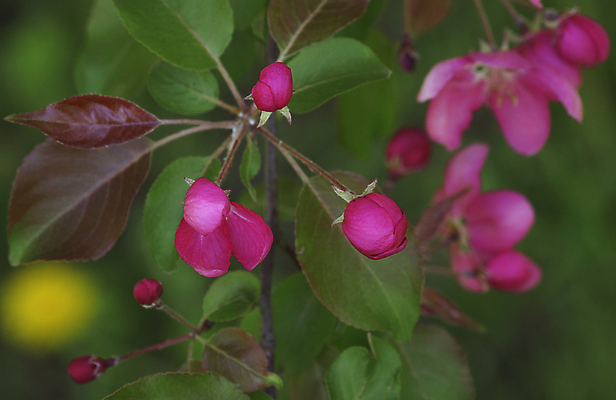 포토 JPG 해외이미지 나무 계절 꽃잎 꽃 분홍색 잎 과일 자연 사람없음 빨간색 정원 봄 성장 벚꽃 나뭇가지 개화 체리 사과 과수원 해외202004 해외포토 식물 컬러 농업 생태계 파일형식 이미지허브