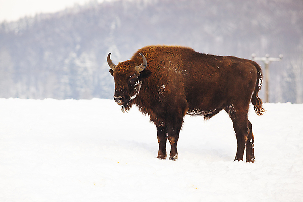포토 JPG 해외이미지 동물 응시 계절 남자 유럽 야생동물 백그라운드 겨울 밭 포유류 자연 뿔 서기 풍경 사람없음 야외 목재 갈색 머리 달러 힘 추위 흰색 황무지 소 군중 숲 큼 들소 황소 멸종 무거움 양모 동물상 와이오밍 전국 해외202004 해외포토 나무 시선 나라 컬러 돈 농업 재료 모션 사람 신체부위 조형물 직물 무게 크기 생태계 파일형식 이미지허브