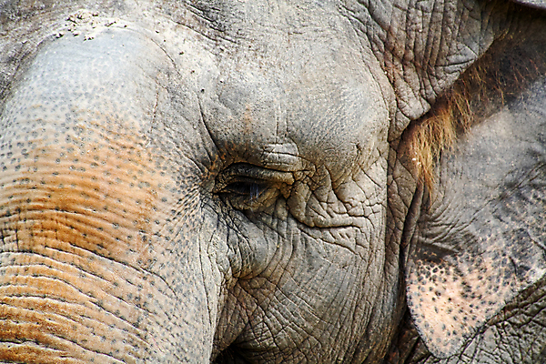 포토 JPG 해외이미지 동물 공원 야생동물 여행 아프리카 코끼리 동물원 사람없음 게임 위험 사파리 피부 묘사 질감 귀 숨김 플로리다 해외202004 해외포토 공공시설 나라 컨셉 포유류 놀이 신체부위 미국 파일형식 이미지허브
