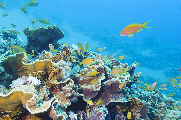 포토 JPG 해외이미지 동물 야생동물 바다 학교 아프리카 자연 이집트 어류 풍경 사람없음 물 파란색 바닷속 수중 거품 호주 잠수부 생태계 인도네시아 태평양 홍해 인도양 몰디브 카리브해 깊이 해외202004 해외포토 자연요소 교육 나라 아시아 컬러 수중동물 오세아니아 전문직 파일형식 이미지허브