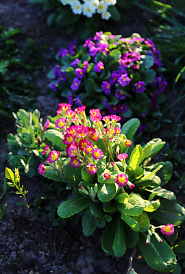 포토 JPG 해외이미지 식물 계절 공원 꽃 분홍색 백그라운드 잎 꽃무늬 자연 사람없음 장식 초록색 빛 햇빛 정원 보라색 봄 들꽃 성장 벚꽃 침대 개화 허브 원예 스포트라이트 라일락 잡종 내추럴 영원 프리뮬러 해외202004 해외포토 공공시설 컬러 가구 무늬 취미 태양 생태계 파일형식 이미지허브
