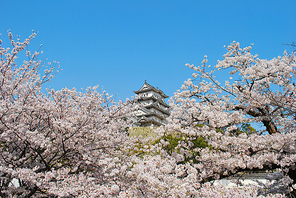 포토 JPG 해외이미지 나무 계절 꽃 문화 여행 백그라운드 건축양식 프레임 동양인 사람없음 목재 파란색 세계 평화 일본 힘 침묵 고요 봄 벚꽃 흰색 체리 역사 재산 땅 순수 닌자 사무라이 옛날 존경 해외202004 영광군 해외포토 식물 건축 아시아 컬러 컨셉 과일 재료 인종 금융 소리 전라남도 파일형식 이미지허브