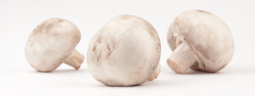 포토 JPG 해외이미지 음식 백그라운드 채소 재료 사람없음 반사 버섯 흰색 신선 수집 먹기 오브젝트 유기농 고립 숙성 식용 채식주의자 해외202004 해외포토 웰빙 컬러 모션 채식 파일형식 이미지허브