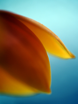 포토 JPG 해외이미지 꽃 벽지 사람없음 컬러풀 질감 해외202004 해외포토 식물 컬러 파일형식 이미지허브