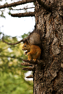 포토 JPG 해외이미지 나무 동물 공원 야생동물 음식 자연 털 사람없음 초록색 갈색 회색 견과류 나뭇가지 달콤 설치류 숲 작음 먹기 호기심 꼬리 다람쥐 솜털 해외202004 해외포토 식물 공공시설 감정 컬러 컨셉 모션 맛 크기 생태계 파일형식 이미지허브