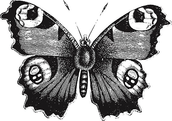 EPS 해외이미지 동물 야생동물 나비 곤충 날개 일러스트 자연 미술 검은색 수확 골동품 흰색 역사 공작 그림 생물학 판화 내추럴 동물상 옛날 해외202004 해외일러스트 교육 컬러 농업 조류 문화예술 조형물 생태계 파일형식 벡터 이미지허브