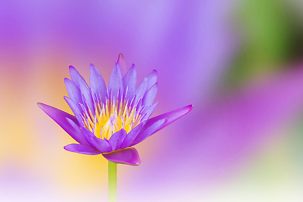 포토 JPG 해외이미지 꽃 백그라운드 자연 추상 연꽃 사람없음 노란색 보라색 흰색 연못 달콤 제비꽃 싱글 부드러움 파스텔톤 몽환 해외202004 해외포토 식물 컬러 컨셉 무늬 감각 맛 생태계 파일형식 이미지허브