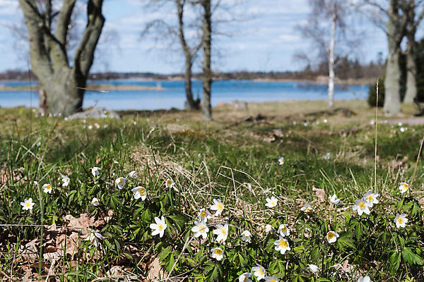 포토 JPG 해외이미지 나무 계절 꽃 자연 스웨덴 풍경 사람없음 야외 목재 물 햇빛 환경 봄 들꽃 벚꽃 흰색 시골 숲 스칸디나비아 해외202004 해외포토 자연요소 식물 컬러 재료 북유럽 태양 생태계 파일형식 이미지허브