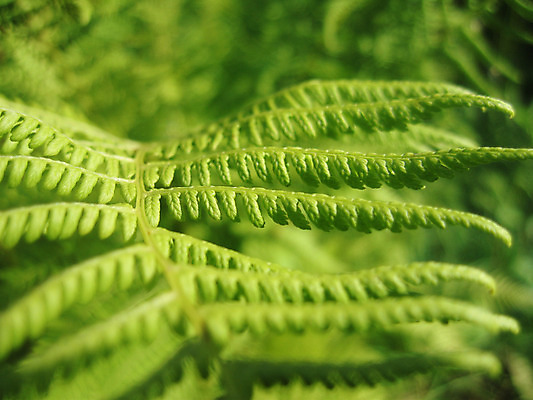 포토 JPG 해외이미지 식물 잎 사람없음 나뭇가지 양치류 해외202004 해외포토 나무 파일형식 이미지허브