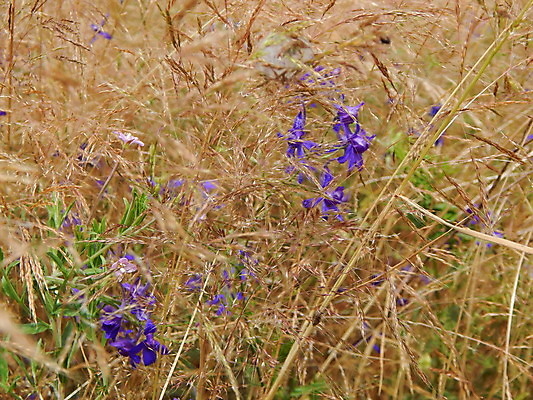 포토 JPG 해외이미지 식물 계절 꽃잎 꽃 백그라운드 꽃무늬 자연 풍경 사람없음 빨간색 초록색 여름 봄 벚꽃 흰색 시골 내추럴 해외202004 해외포토 컬러 무늬 생태계 파일형식 이미지허브