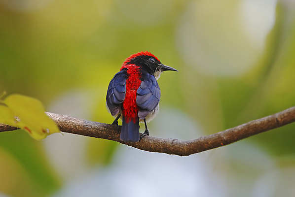 포토 JPG 해외이미지 나무 동물 아시아 얼굴 야생동물 백그라운드 날개 자연 조류 사람없음 야외 목재 가로 초록색 컬러풀 머리 환경 나뭇가지 막대기 닫기 숲 깃털 꼬리 부리 진홍색 서식지 생태학 이국적 해외202004 해외포토 식물 교육 나라 컬러 재료 모션 신체부위 빨간색 생태계 파일형식 이미지허브
