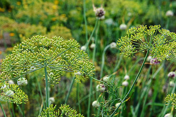 포토 JPG 해외이미지 나무 식물 꽃 줄기 잎 농업 자연 사람없음 초록색 여름 노란색 정원 봄 벚꽃 흰색 신선 허브 향신료 딜 해외202004 해외포토 계절 산업 컬러 생태계 향미료 파일형식 이미지허브