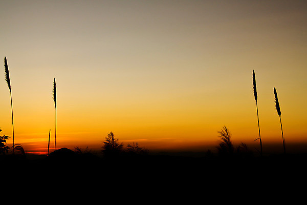 포토 JPG 해외이미지 나무 식물 디자인 계절 공원 꽃 실루엣 잎 오렌지 일러스트 태국 자연 하늘 아침 추상 산 미술 풍경 사람없음 야외 그래픽 가로 여름 햇빛 태양 환경 검은색 황혼 일몰 페인트 봄 가을 나뭇가지 뜨거움 땅 조경 윤곽 절정 수평선 해외202004 해외포토 주간 자연요소 공공시설 아시아 컬러 무늬 과일 문화예술 촬영기법 노을 생태계 파일형식 이미지허브