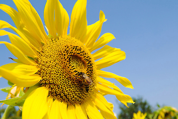 포토 JPG 해외이미지 식물 동물 꽃잎 꽃 곤충 밭 농업 자연 하늘 해바라기 건강 풍경 사람없음 야외 여름 햇빛 노란색 환경 정원 벚꽃 꿀벌 벌 싱글 꽃가루 꿀 해외202004 해외포토 계절 산업 컬러 태양 벌_곤충 가루 생태계 파일형식 이미지허브
