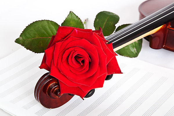 포토 JPG 해외이미지 꽃잎 꽃 종이 줄 음악 줄기 백그라운드 잎 자연 휴가 기술 창조 사랑 미술 사람없음 목재 빨간색 초록색 장미 우주 쪽지 소리 흰색 기구 축하 기록 끈 클래식 배열 심볼 바이올린 활 싱글 시트 뮤지컬 해외202004 해외포토 나무 식물 감정 컬러 컨셉 재료 현악기 문화예술 생태계 파일형식 이미지허브