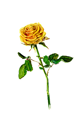 JPG 해외이미지 꽃 한송이 일러스트 수채화 사람없음 장미 노란색 그림 손그림 해외202004 해외일러스트 식물 1 컬러 송이 파일형식 이미지허브