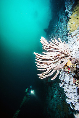 포토 JPG 해외이미지 라이프스타일 스포츠 바다 여행 백그라운드 캐나다 자연 표면 휴가 어류 가면 사람 사람없음 물 파란색 햇빛 수중 시간 스노클링 산호 아래 암초 깊이 벤쿠버 해외202004 해외포토 자연요소 컬러 북아메리카 생활 태양 수중동물 수상스포츠 자포동물 방향 생태계 위치 파일형식 이미지허브