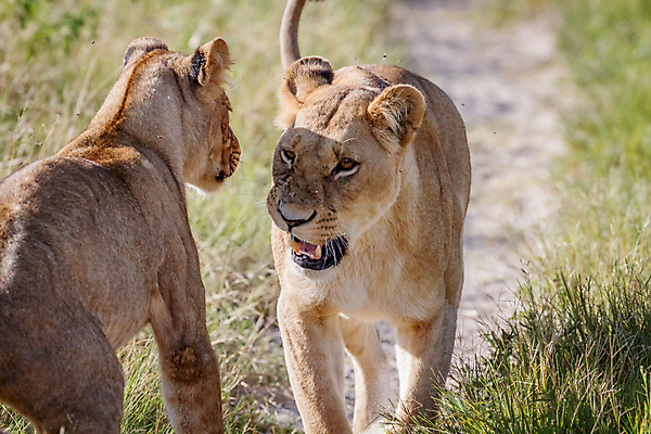 포토 JPG 해외이미지 동물 야생동물 여행 포유류 아프리카 자연 생물 털 사람없음 고양이 힘 분노 황무지 위험 사자 큼 왕 모피 사파리 리더 육식동물 사냥꾼 멸종 사자자리 표범 내추럴 사바나 웅장함 해외202004 해외포토 직업 감정 나라 컨셉 반려동물 별자리 크기 생태계 파일형식 이미지허브