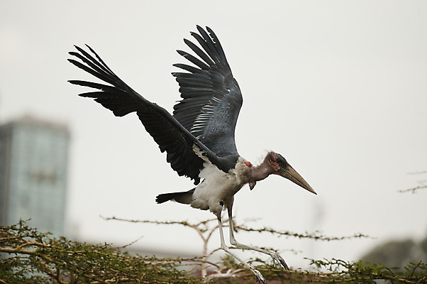 포토 JPG 해외이미지 동물 야생동물 날개 아프리카 조류 사람없음 깃털 부리 번짐 케냐 계산서 황새 해외202004 해외포토 나라 파일형식 효과 이미지허브