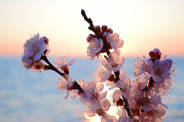 포토 JPG 해외이미지 나무 식물 계절 공원 꽃 바다 분홍색 백그라운드 꽃무늬 자연 하늘 새해 이벤트 사람없음 물 파란색 정원 일본 맑음 축제 봄 벚꽃 흰색 나뭇가지 신선 시간 개화 체리 4월 내추럴 고립 수평선 해외202004 해외포토 자연요소 공공시설 아시아 컬러 무늬 과일 날씨 날짜 생태계 파일형식 이미지허브