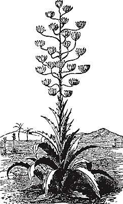 EPS 해외이미지 식물 선 일러스트 선인장 미술 검은색 힘 수확 흰색 실크 그림 판화 피타 해외202004 해외일러스트 빵 컬러 농업 문화예술 직물 파일형식 벡터 이미지허브