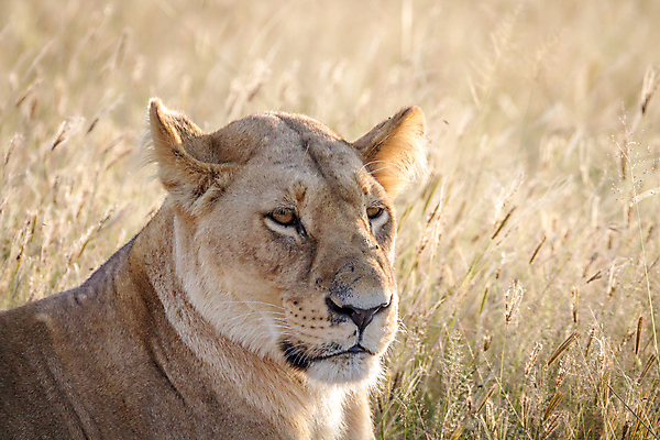 포토 JPG 해외이미지 동물 야생동물 여행 포유류 아프리카 자연 생물 털 동물원 사람없음 환경 고양이 힘 분노 황무지 위험 사자 큼 왕 모피 사파리 리더 육식동물 사냥꾼 멸종 사자자리 표범 내추럴 사바나 웅장함 해외202004 해외포토 직업 감정 나라 컨셉 반려동물 별자리 크기 생태계 파일형식 이미지허브