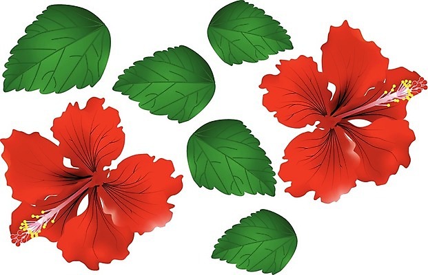 EPS 해외이미지 식물 꽃 백그라운드 신발 잎 꽃무늬 일러스트 자연 초록색 장미 중국 흰색 말레이시아 고립 아욱 히비스커스 해외202004 해외일러스트 아시아 컬러 무늬 생태계 파일형식 벡터 이미지허브