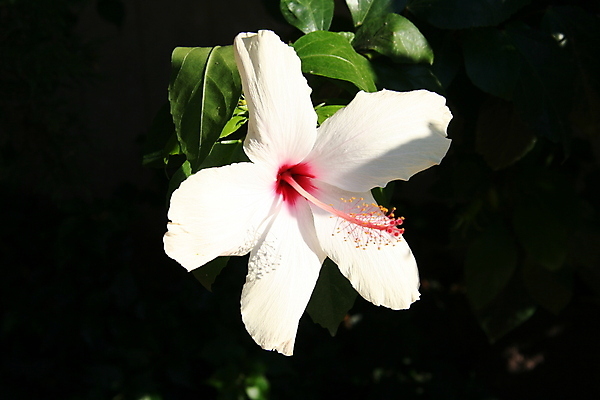 포토 JPG 해외이미지 식물 꽃잎 분홍색 씨앗 사람없음 빨간색 노란색 성장 소용돌이 황금 원예 꽃수술 잔물결 히비스커스 해외202004 해외포토 꽃 물결 컬러 취미 회오리 파일형식 이미지허브